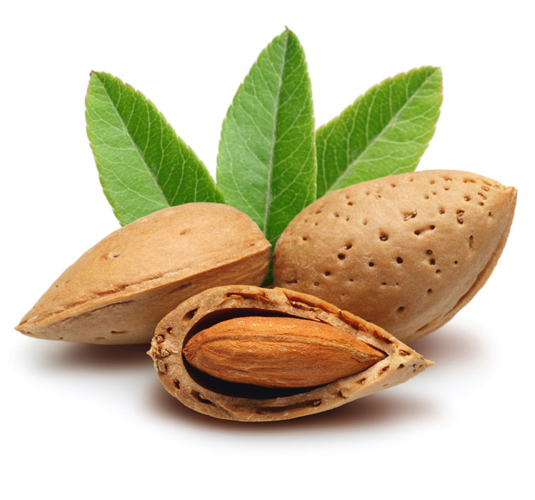 نهال بادام درختی